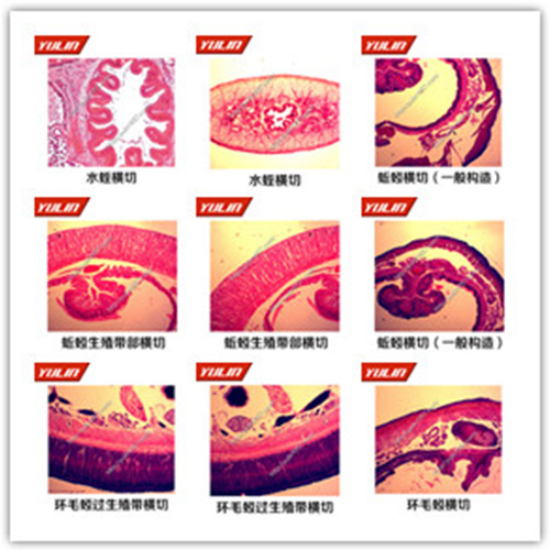 環(huán)節(jié)軟體動(dòng)物門生物玻片