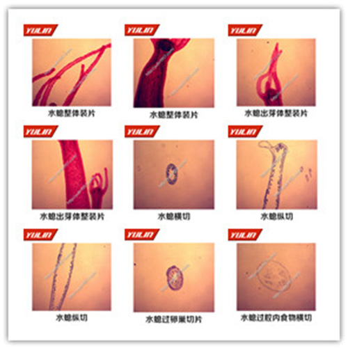 多孔腔腸扁形動(dòng)物門生物玻片