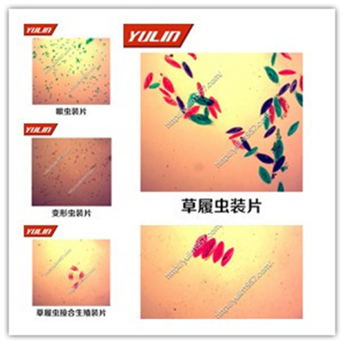 動(dòng)物生物學(xué)原生動(dòng)物門玻片