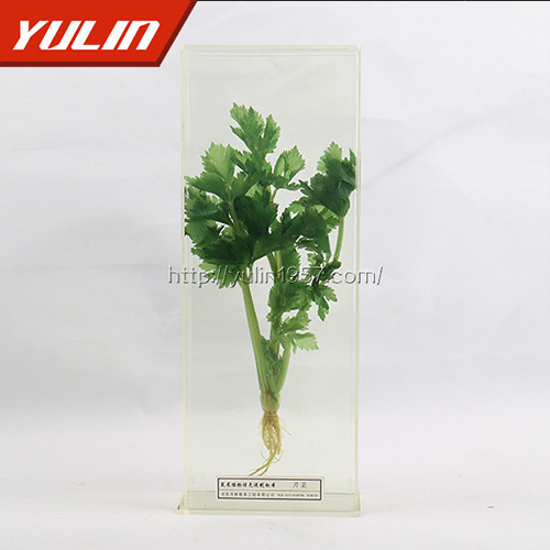 芹菜標(biāo)本