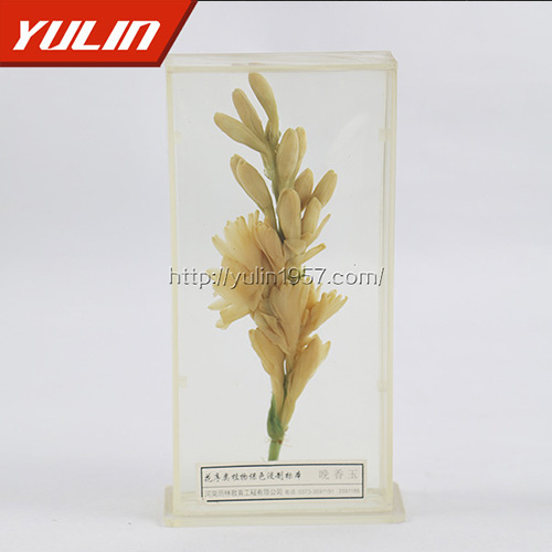 晚香玉標(biāo)本