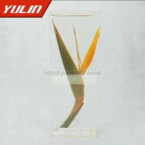 鶴望蘭標(biāo)本