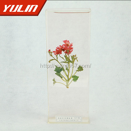 瓜葉菊標(biāo)本