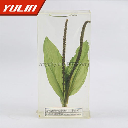 車前草標(biāo)本