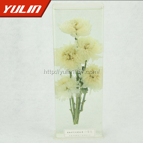 白菊花標(biāo)本
