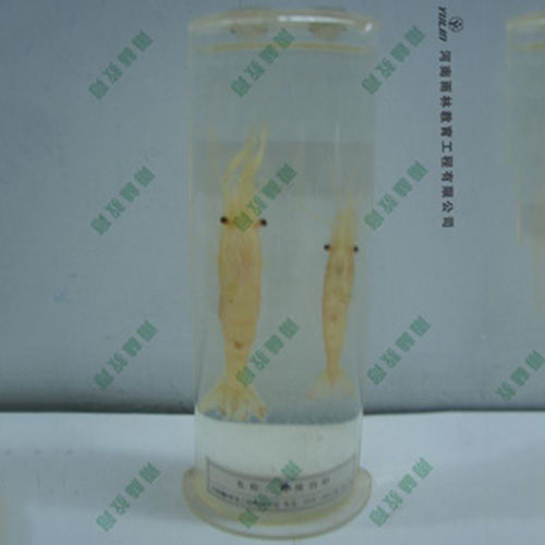 動(dòng)物干制標(biāo)本