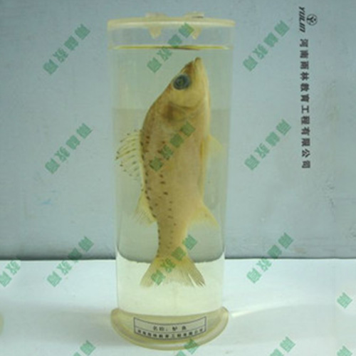 教學用魚解剖浸制標本