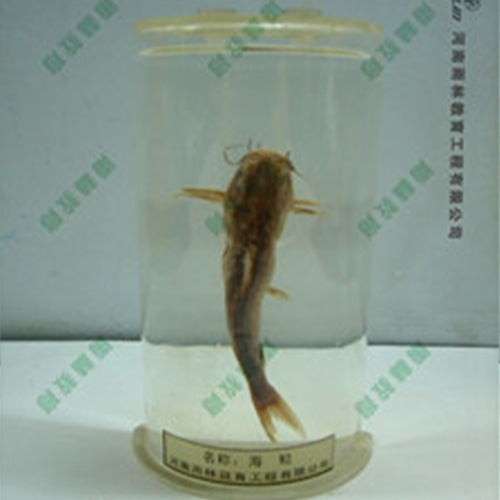 海鯰浸制標本