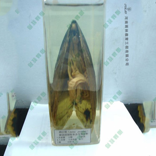 河蚌包埋標(biāo)本