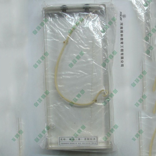 蛔蟲包埋標(biāo)本