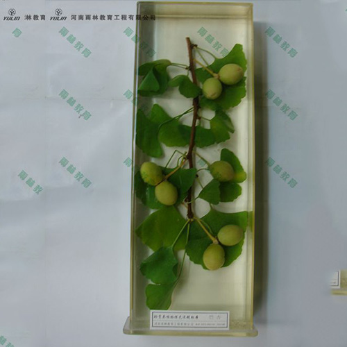 銀杏浸制標(biāo)本