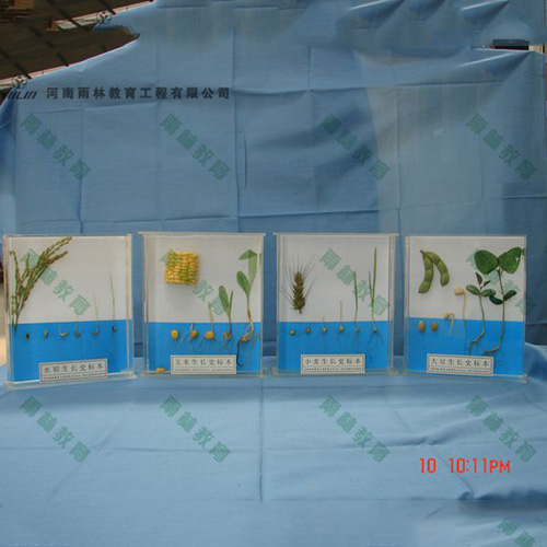 植物生長標(biāo)本