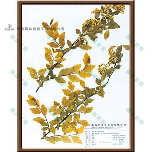 中華絨線菊標本