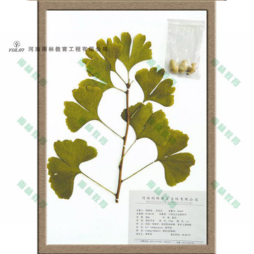 銀杏科臘葉標本