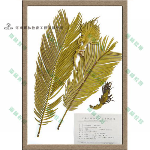 蘇鐵科植物標本