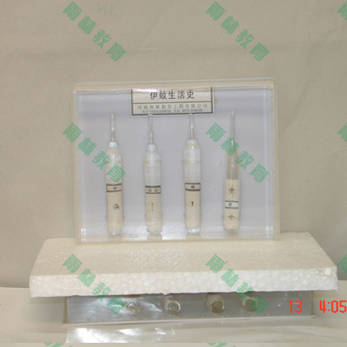 害蟲標(biāo)本25種