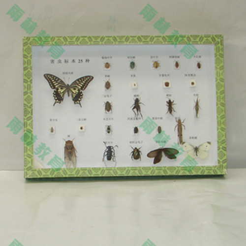 農(nóng)業(yè)昆蟲標(biāo)本