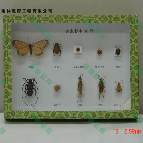 園林害蟲昆蟲標(biāo)本