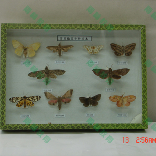 常見昆蟲套裝標(biāo)本