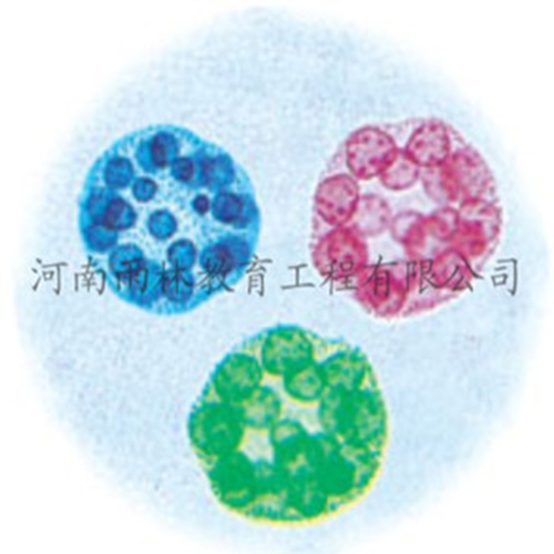 運(yùn)動(dòng)系統(tǒng)塑化標(biāo)本