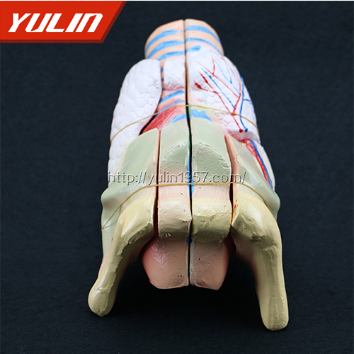 標準全口牙模型