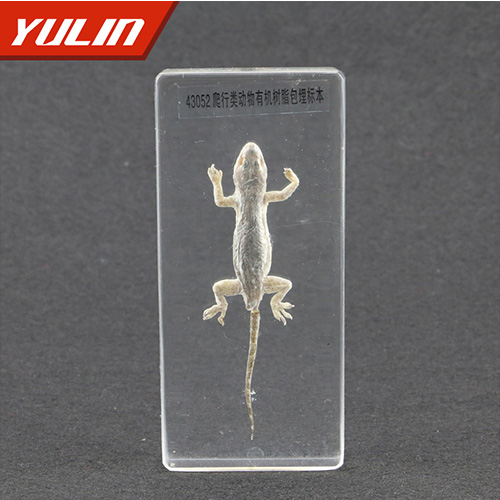 50種爬行類(lèi)標(biāo)本