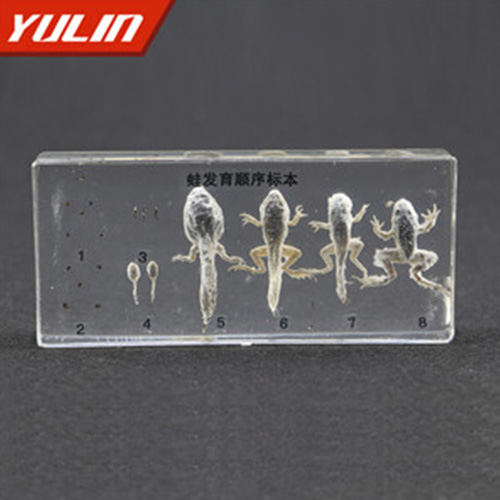 蛙發(fā)育順序包埋標(biāo)本