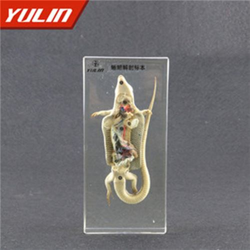 蜥蜴解剖包埋標(biāo)本