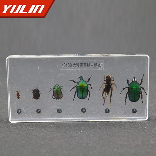 有害昆蟲包埋標(biāo)本