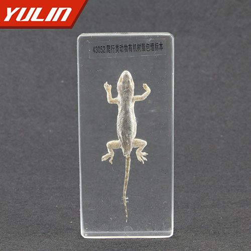 爬行類動(dòng)物包埋標(biāo)本