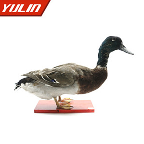 綠頭鴨標本
