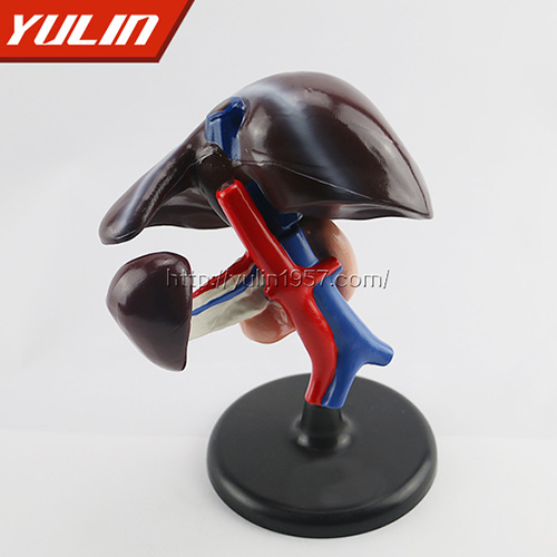 肝、十二指腸、胰臟模型