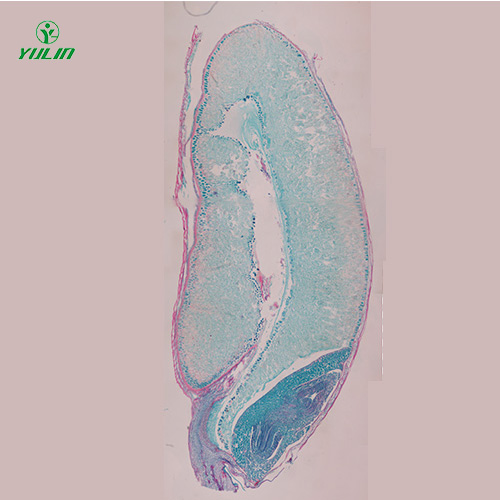 植物生物學(xué)種子類生物玻片