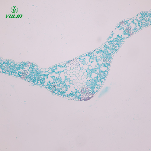 植物生物學(xué)葉及葉的變態(tài)生物玻片