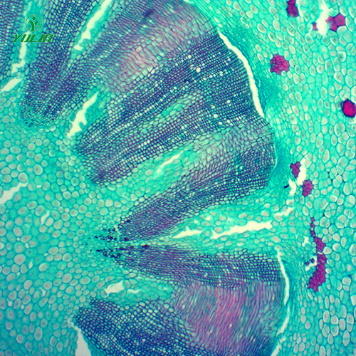 常見藥用植物根及根莖生物玻片