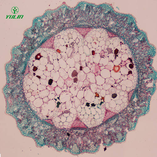 常見中藥莖木類生物玻片