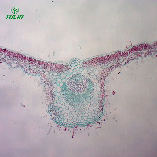 中藥植物葉類顯微實驗玻片