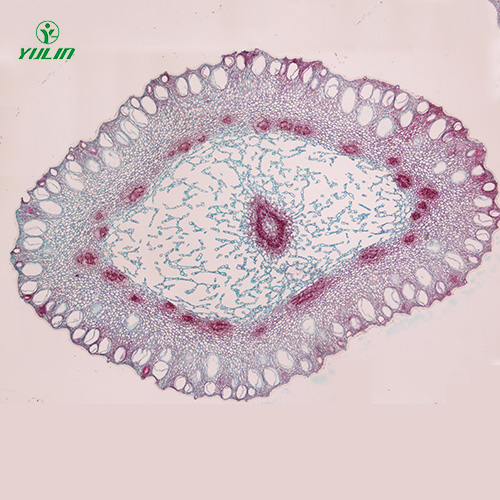 中藥植物花類顯微實驗玻片