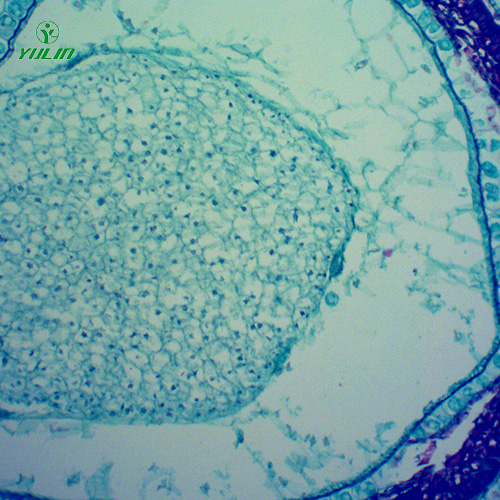 中藥植物果實、種子類顯微玻片