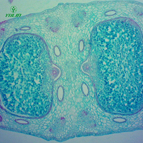中藥植物胚及果實類生物纖維玻片