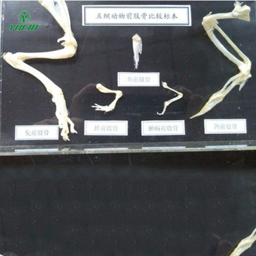 五綱動物前肢比較