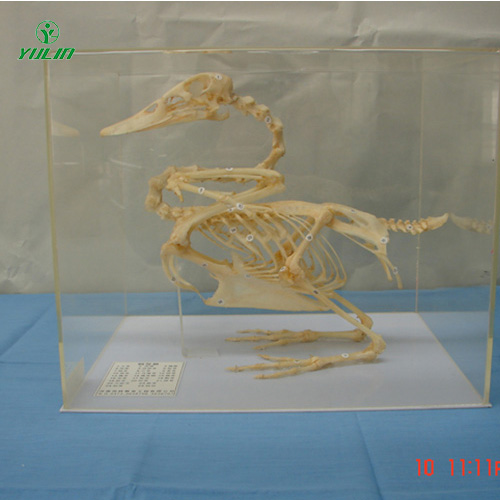 鴨骨骼包埋標(biāo)本