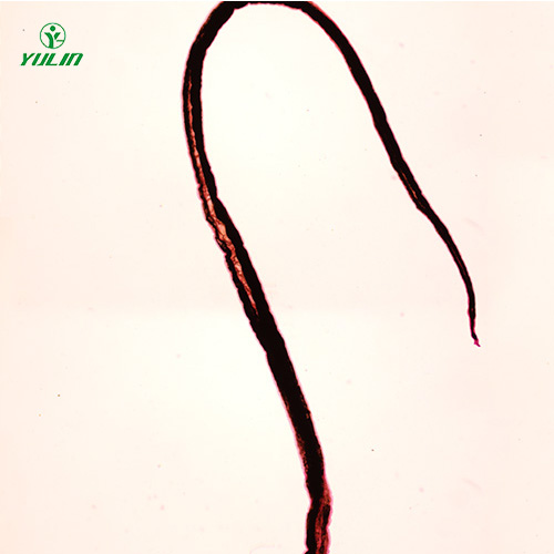 血吸蟲雄蟲裝片