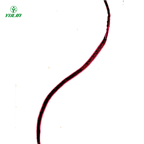 血吸蟲(chóng)雌蟲(chóng)裝片