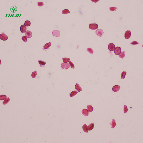 醫(yī)學蠕蟲線蟲生物顯微切片