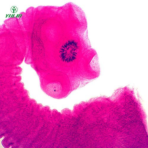 醫(yī)學蠕蟲絳蟲裝片