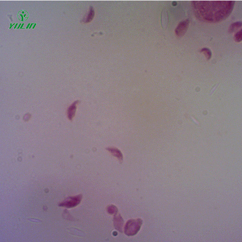 醫(yī)學(xué)原蟲孢子蟲生物實(shí)驗(yàn)玻片
