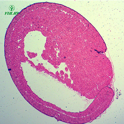 蛙胚胎發(fā)育時(shí)期切片