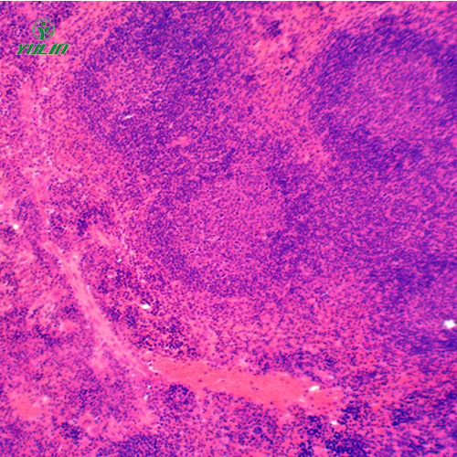 組織學免疫系統(tǒng)顯微玻片