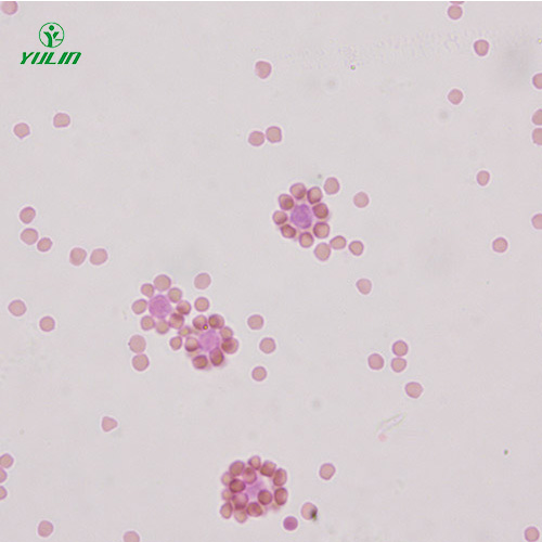 免疫學生物實驗玻片標本